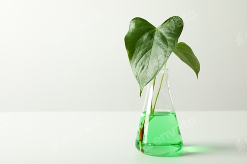 Preview: Flask with liquid and plant on white background. Chemistry concept