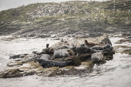Preview: several sea lions and two adult seals are laying on rocks