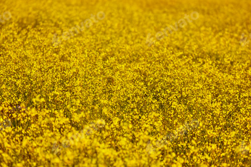 Preview: First yellow flowers to bloom in spring. Colorful season background