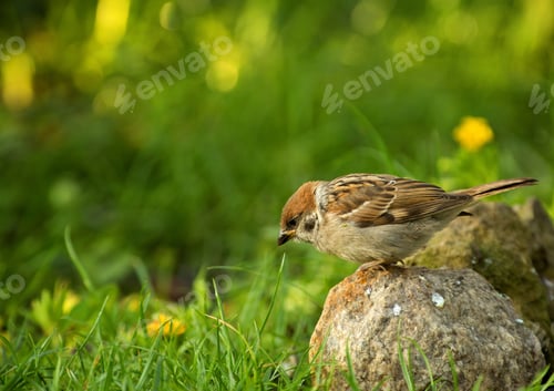Preview: Eurasian Tree sparrow (Passer montanus) in summer