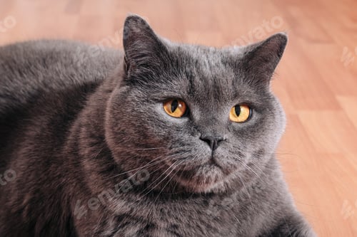 Preview: Big gray cat of the British breed sitting on the floor in the apartment
