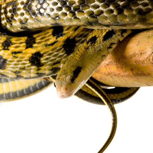 Preview: Rat snake