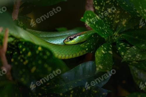 Preview: South American Green Racer Snake (Philodryas olfersii)
