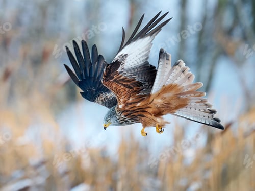 Preview: Red kite (Milvus milvus)