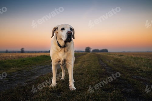 Preview: Senior Labrador Retriever standing on countryside dirt road during sunrise