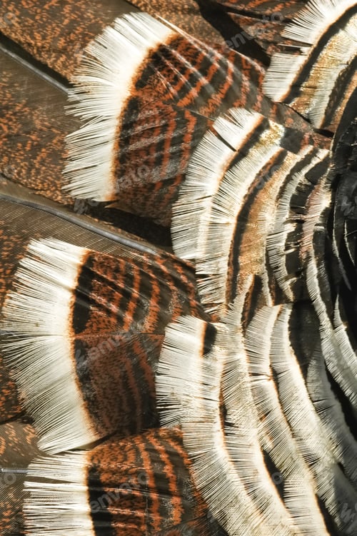 Preview: turkey feathers