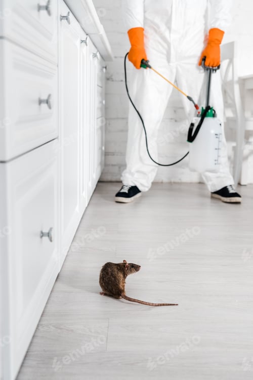 Preview: cropped view of exterminator with toxic spray in hands standing near rat on floor