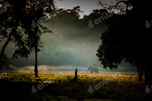 Preview: Wildlife animal