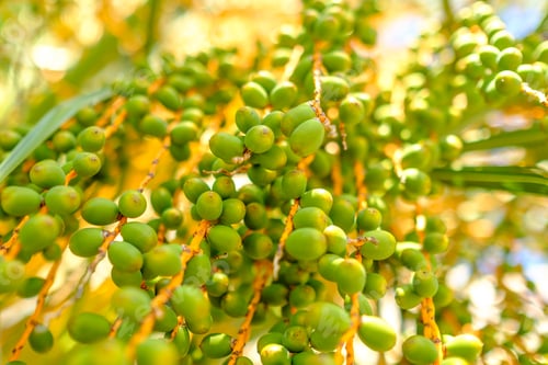 Preview: Date fruits on branches hang from a palm tree at sunlight