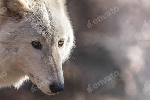 Preview: wolf, eye, head, face, wilderness