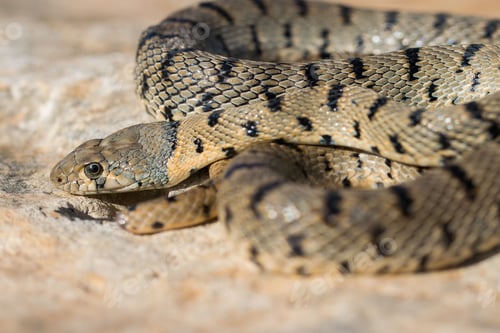 Preview: An Algerian Whip Snake, Hemorrhois algirus, found on the Island of Malta, there known as Serp Ahdar