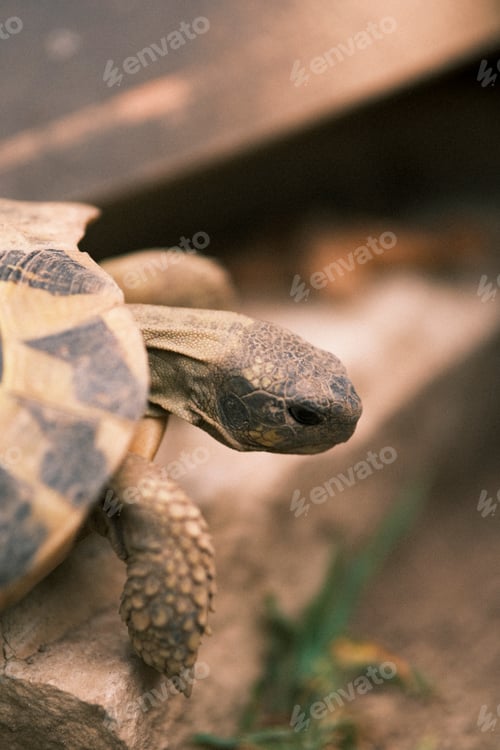Preview: Close-up of a gopher tortoise sticking its head out of its shell.