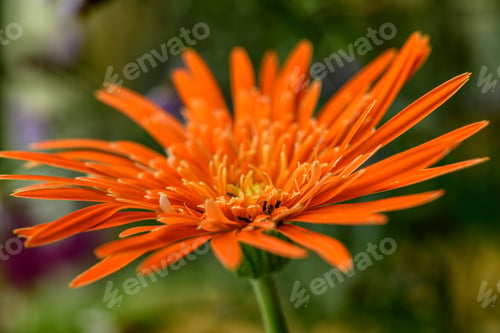 Preview: Babandesiya flower close-up macro shot, Side view with natural bokeh background.