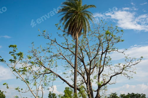 Preview: Beautiful tree on sky background