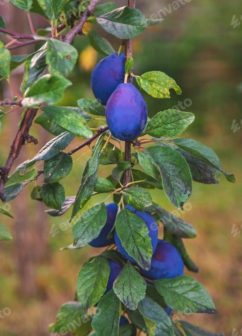 Preview: Ripe plums in the garden. Selective focus.