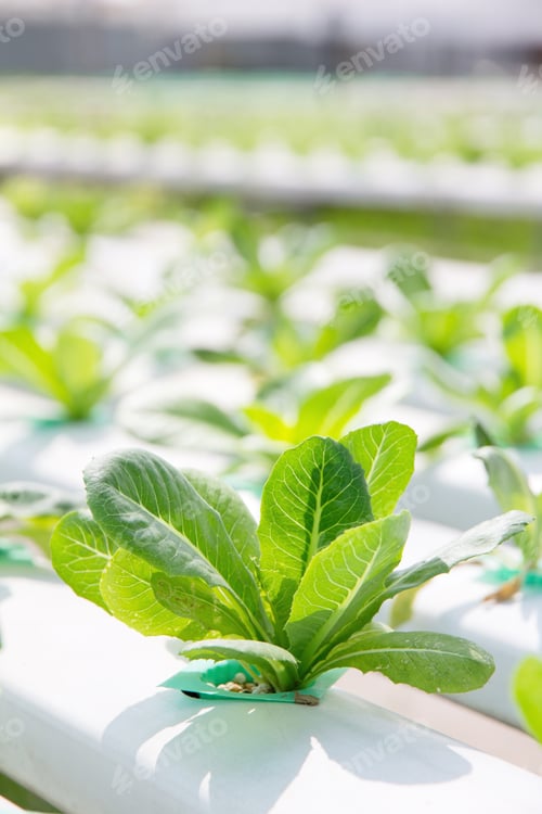Preview: close up of Lettuce Crop Lactuca Leaf Vegetable