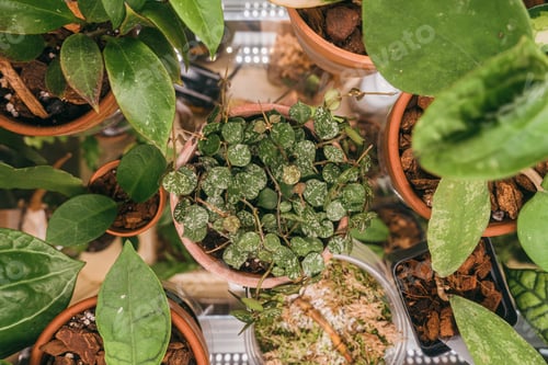 Preview: Top view of flowerpots with various spotted hoya plants inside a grow box