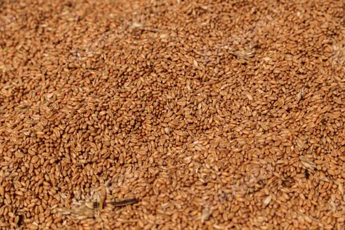 Preview: Uncleaned unsorted grain with debris after being harvested by a combine.