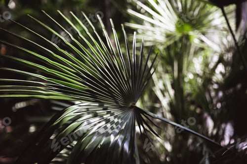 Preview: Close-up view of fresh green palm tree leaf