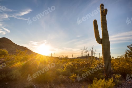 Preview: Saguaro