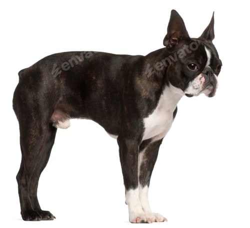 Preview: Boston Terrier, 1 year old, standing in front of white background