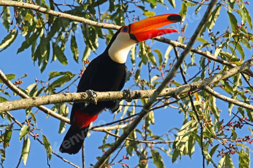 Preview: toucan, bird, colours, tropics