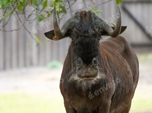 Preview: Sable Antelopes A Looking Right At You.