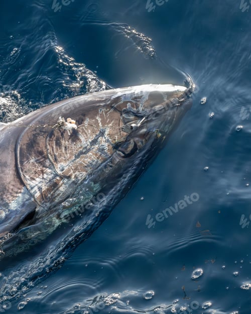 Preview: Close-up of a bluefin tuna being caught in the ocean