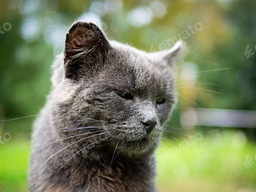 Preview: Beautiful fluffy cat portrait on summer nature background.