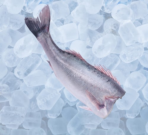 Preview: One frozen fish