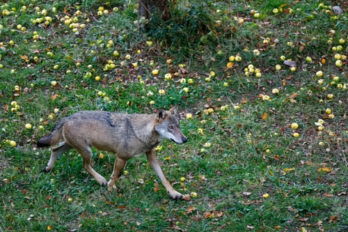 Preview: Lone wolf in the woods. Wolf walks near a wild apple tree.