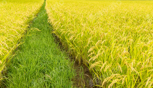 Preview: Paddy rice meadow