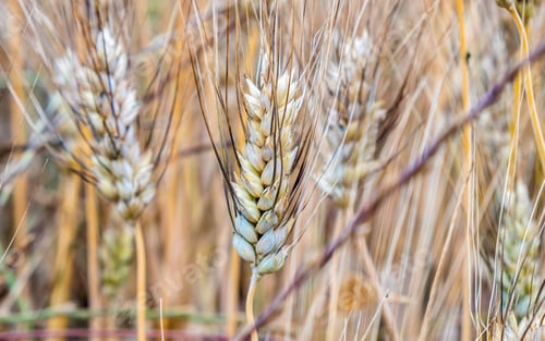 Preview: Common Wheat, Golden Triticum Aestivum on blur background. Organic ripe grain. Healthy natural food.