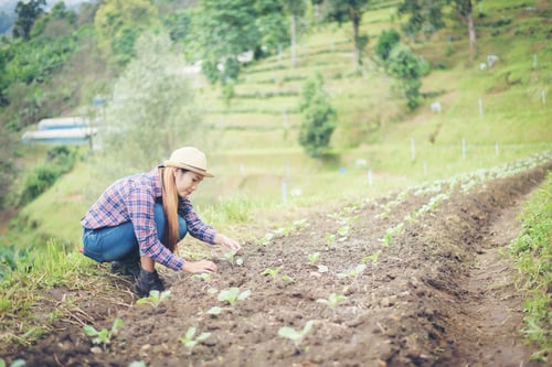 Preview: farmer woman
Planting trees in the garden