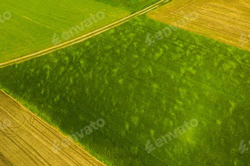 Preview: Green field in rural area. Landscape of agricultural cereal fields