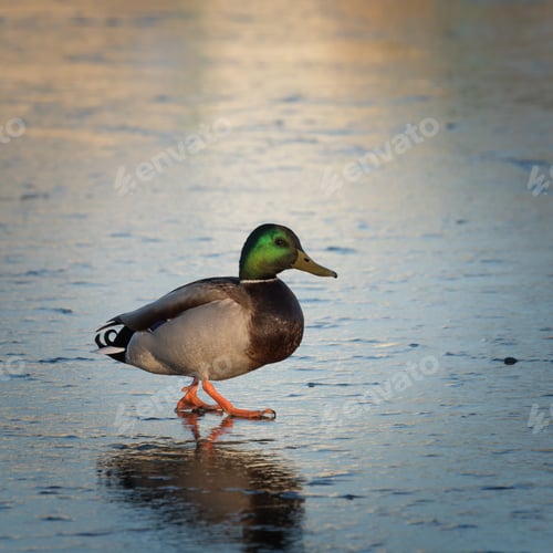 Preview: Beautiful duck walks on the frozen lake