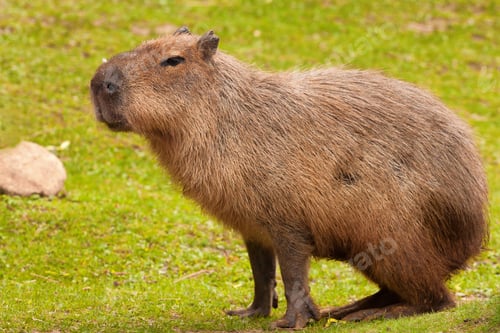 Vorschau: Wasserschwein (Hydrochoerus hydrochaeris)
