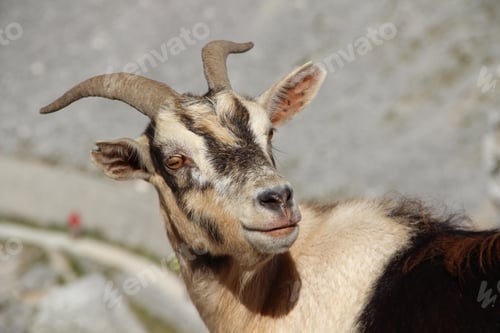 Preview: A beautiful goat in the peaks of Europe
