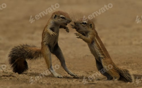 Preview: Young squirrels at play, Kgalagadi Transfrontier Park, Africa