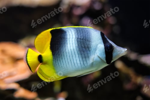 Preview: Pacific double-saddle butterflyfish Chaetodon ulietensis fish underwater in sea