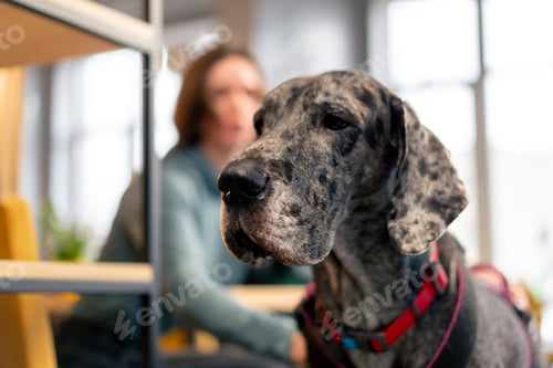 Preview: close up portrait of a merle-colored Great Dane dog in a cafe with his owner love for pets