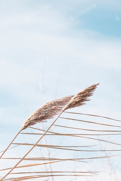 Preview: Golden reeds on the lake sway in the wind against the blue sky.