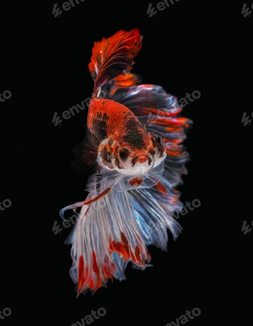 Preview: cupang fish