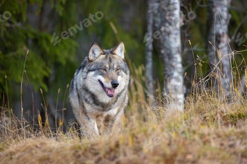 Preview: Large male grey wolf walking in the forest