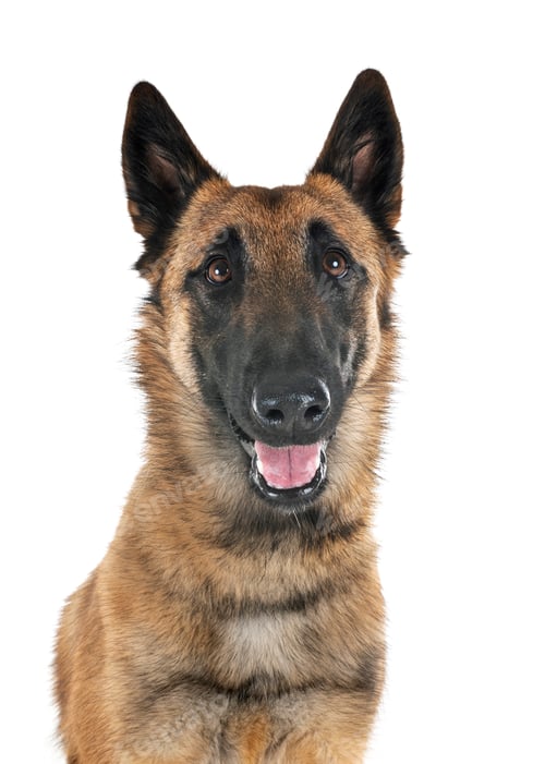 Preview: malinois in studio