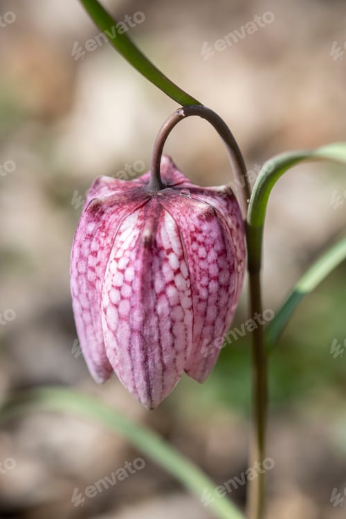 Preview: Close up nature