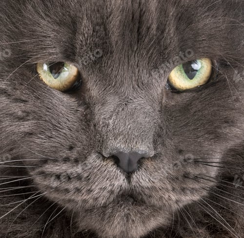 Preview: maine coon cat
