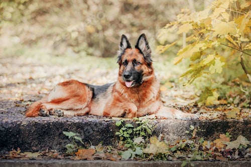 Preview: Adorable German Shepherd dog joyfully playing with colorful autumn leaves during a delightful park o