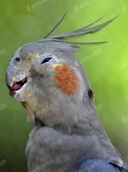 Preview: cockatiel, bird, pet, parrot