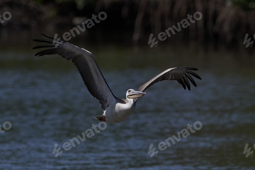 Preview: Pink-backed pelican (Pelecanus rufescens)